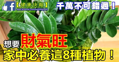 九重葛擋煞|九重葛風水攻略：門口種植招財納福旺運氣 